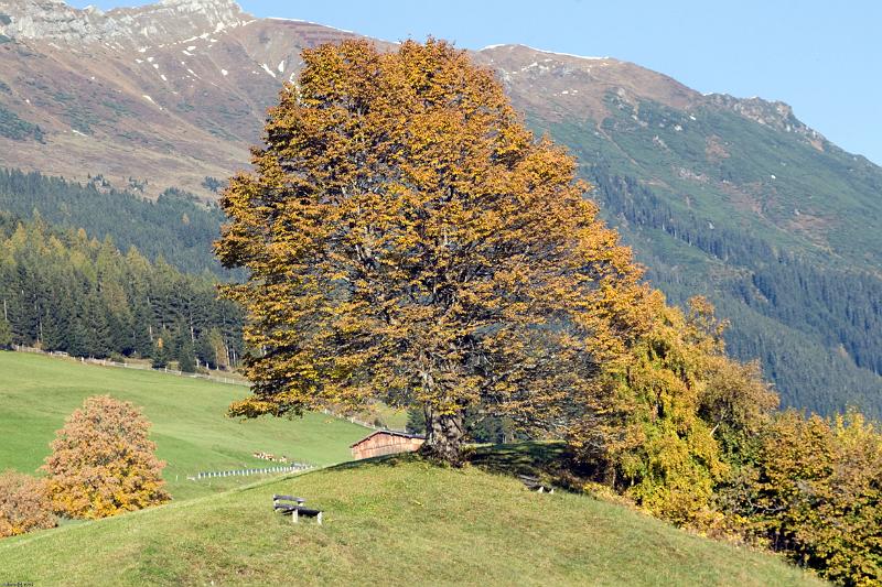 Mayrhofen 2008 (1 von 1)-51.jpg